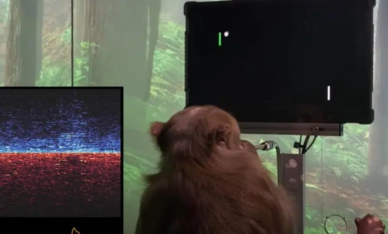 Neuralink de Elon Musk permite que este mono juegue al ping pong como un profesional de Atari