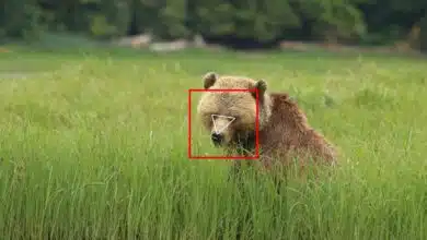 Aprendizaje profundo, reconocimiento facial y osos: los investigadores adoptan un enfoque de alta tecnología para monitorear la vida silvestre