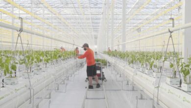 Futuro de la agricultura: las instalaciones de Bluegrass agtech cultivan los primeros tomates, y se espera que lleguen a los estantes a principios de 2021