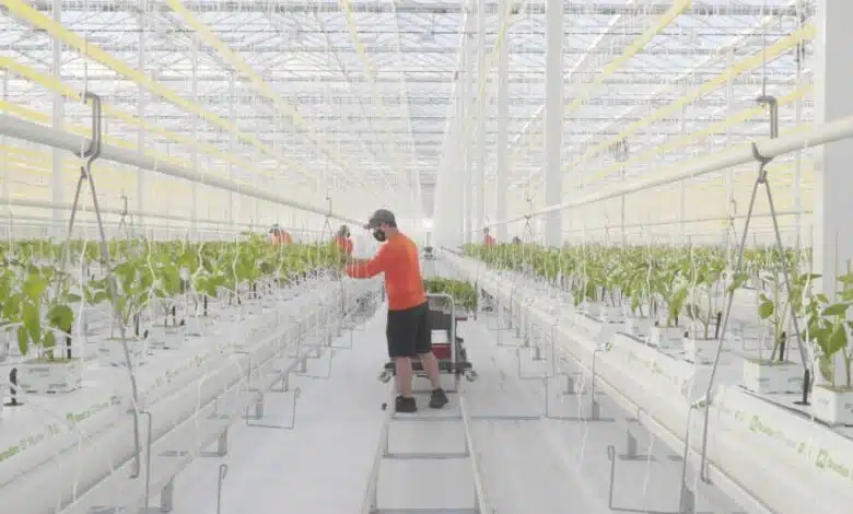 Futuro de la agricultura: las instalaciones de Bluegrass agtech cultivan los primeros tomates, y se espera que lleguen a los estantes a principios de 2021